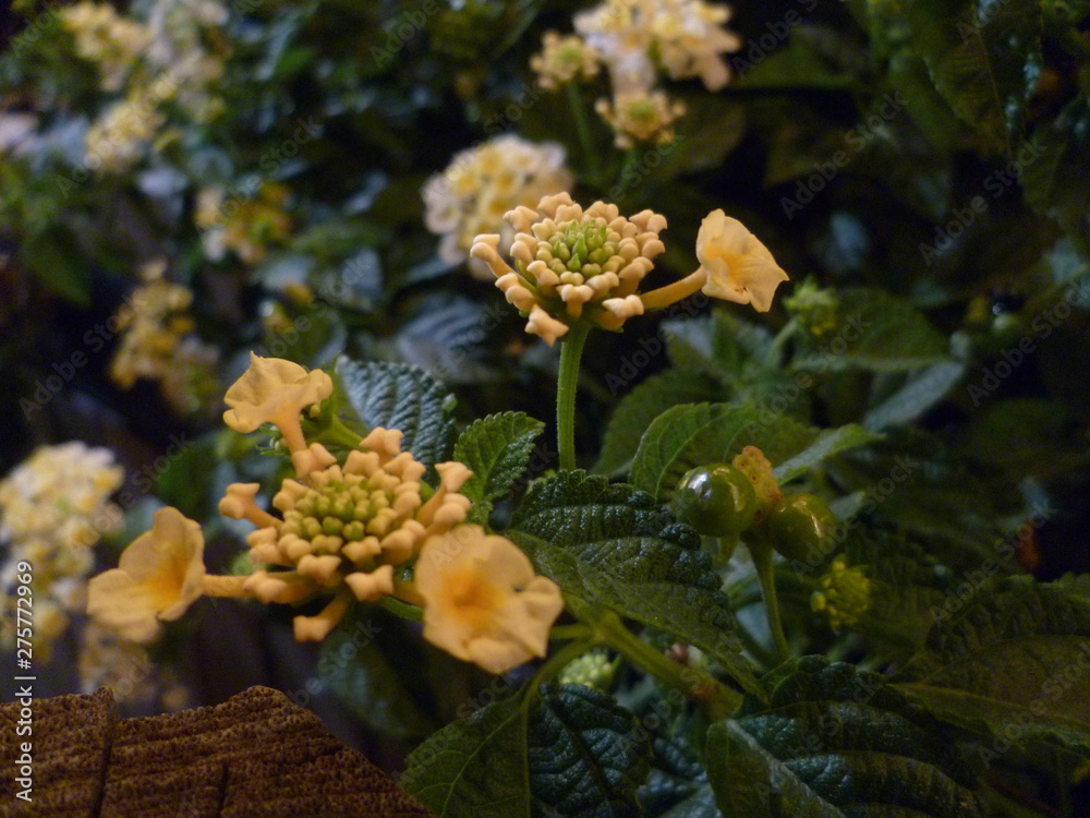 White lantana in the night White lantana in the night