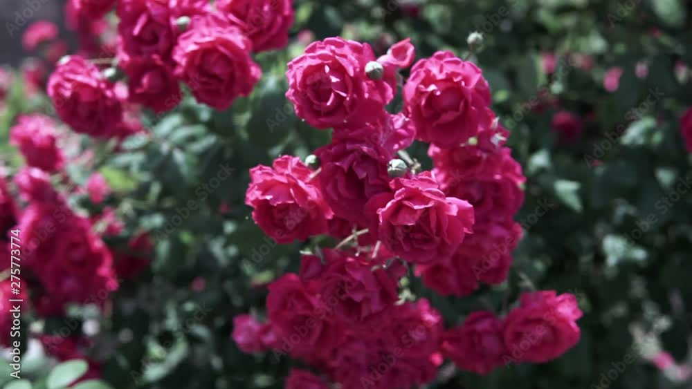Beautiful pink roses blossom in rose garden Beautiful pink roses blossom in rose garden
