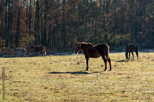 Horse and autumn season, Auvergne, France. © Vincent Pommeyrol
