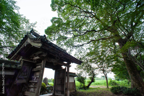 お寺の小さな門と巨大な樹木 © sigmaphoto