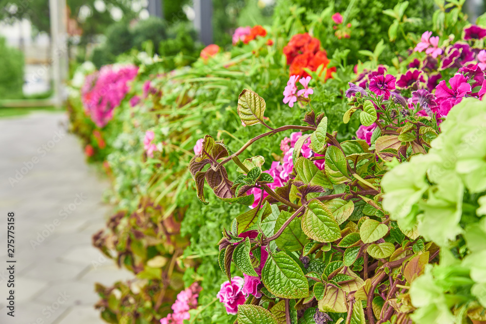 city decoration flowers arrangement. Blooming flowerbed along the passway.
