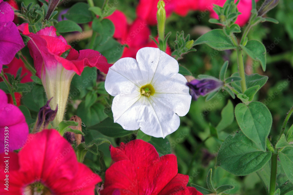 Petunia, two-tone colored flowers of petunia decorating the green garden becoming lovely 