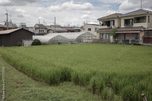 Rice field in Kyoto