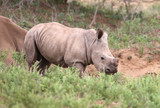 baby rhino in Kruger National Park
