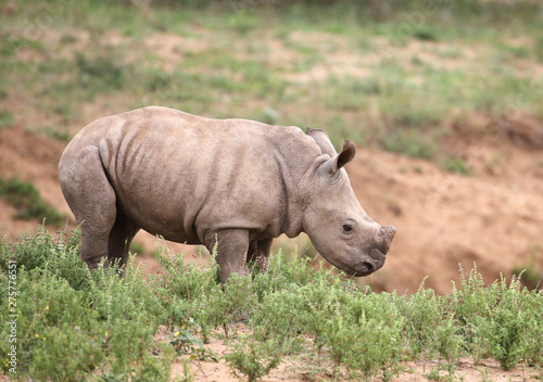 baby rhino in Kruger National Park