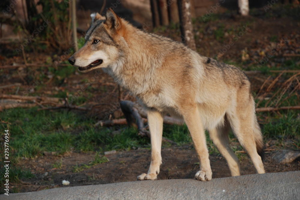 A big beautiful wolf shows his formidable grin and strength.