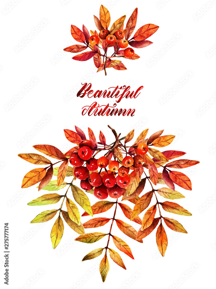 Obraz premium Watercolor illustration.Beautiful autumn, branch of mountain ash. Background white, set. Postcard for you, handmade