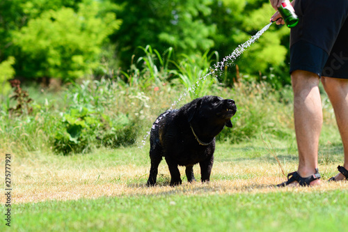 Fototapeta Naklejka Na Ścianę i Meble -  Washing the dog with fun. Black Labrador is happy while takes a bath at garden in a hot summer day. Selective focus, blur.