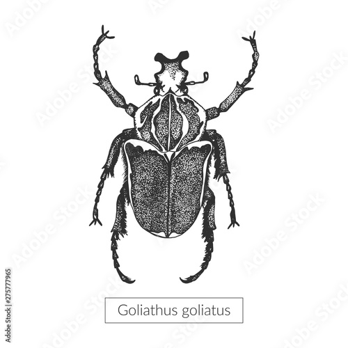 Macro detailed drawn insect