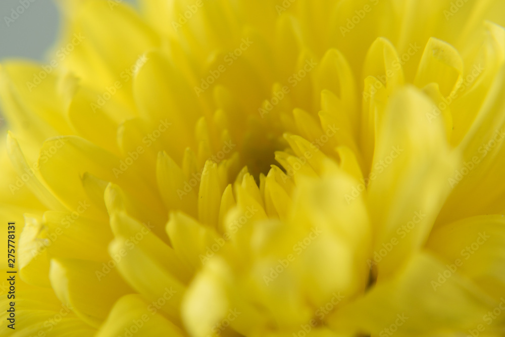 Chrysanthemum flower on white background  close up.