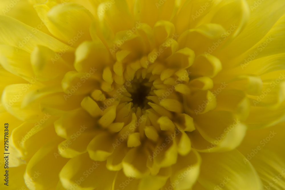 Chrysanthemum flower on white background close up. Chrysanthemum flower on white background close up.