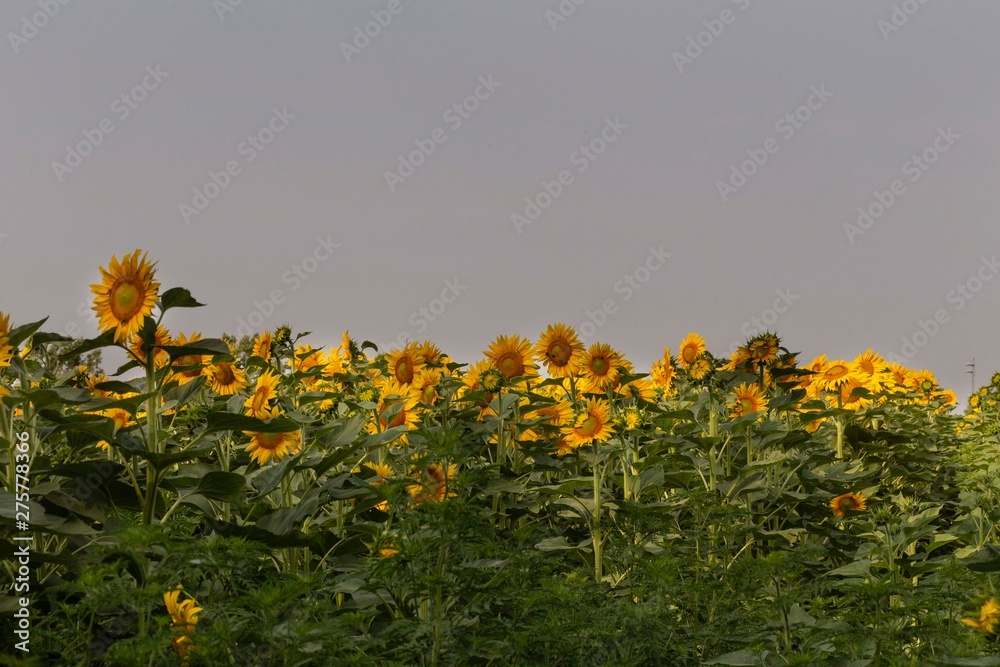 Obraz premium Girasoli in primo piano