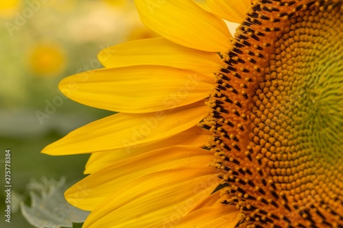 Girasoli in primo piano