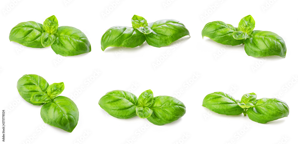 fresh green basil fresh green basil