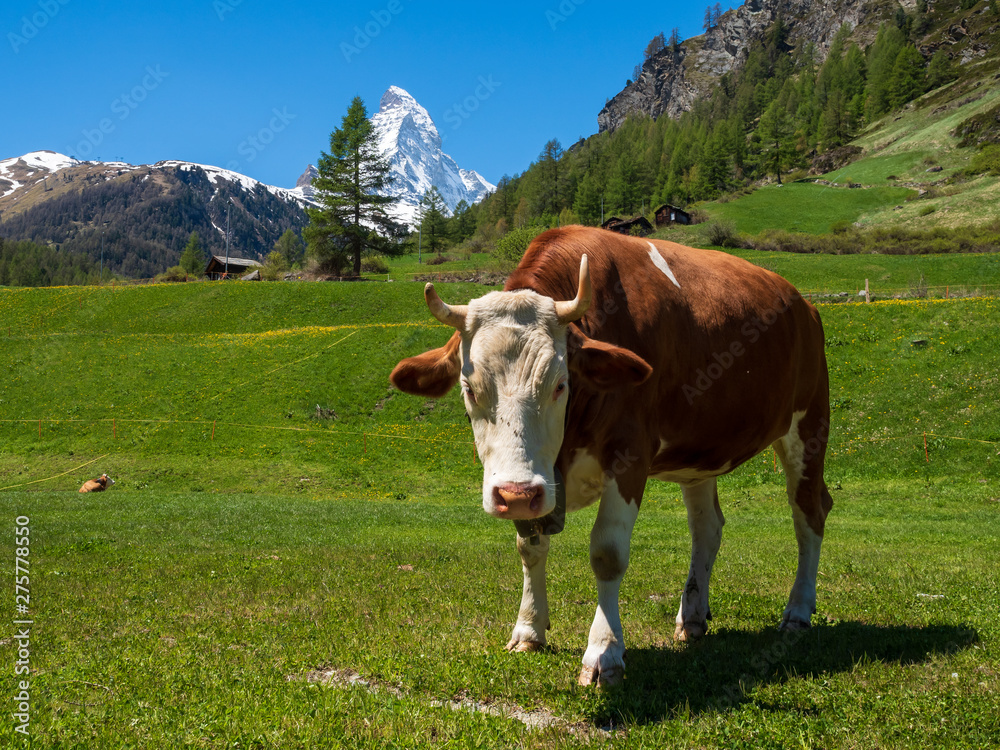Cow on the green field at Zermatt, Switzerland