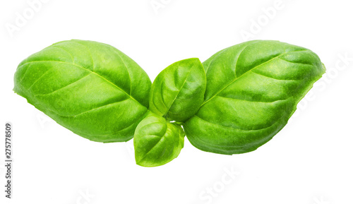 fresh green basil