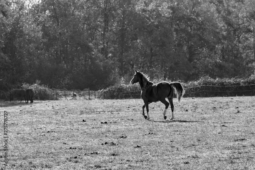 Naklejka premium Horse and autumn season, Auvergne, France.