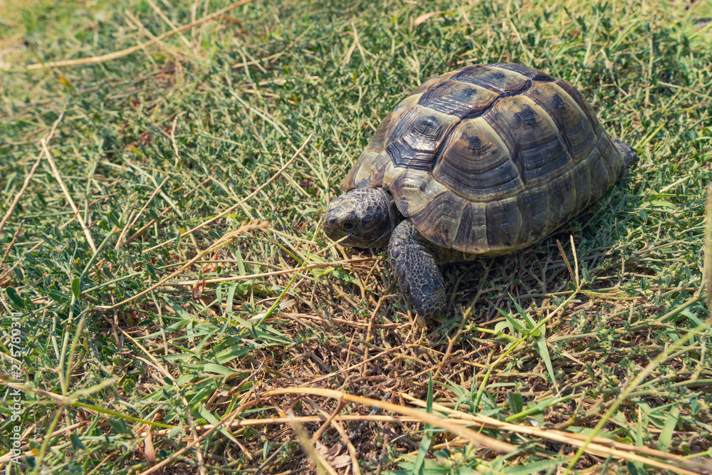 Steppe mediterranean turtle on green grass Steppe mediterranean turtle on green grass