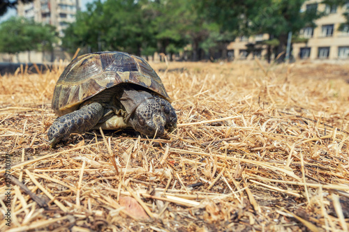 Steppe mediterranean turtle in city park