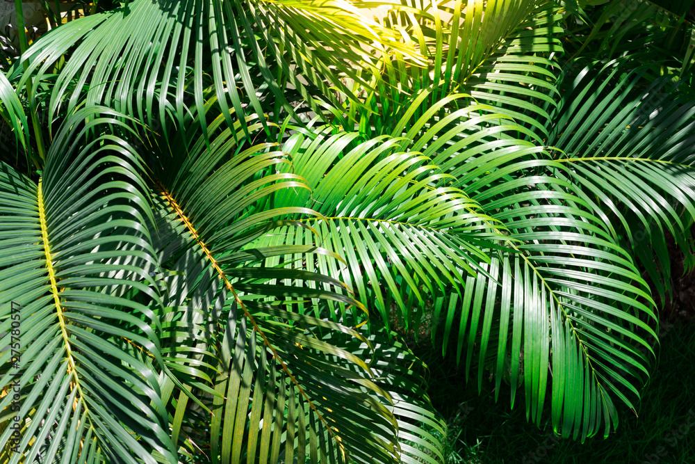 Fototapeta Zielone liście palmowe w ogrodzie