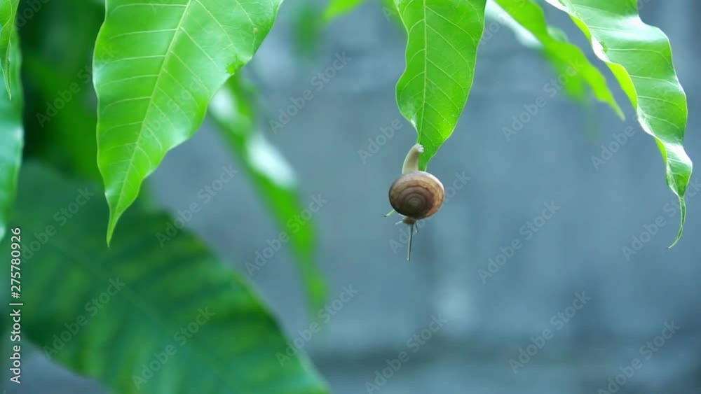 Close-up of burgundy snail walking on the leaf, In the morning