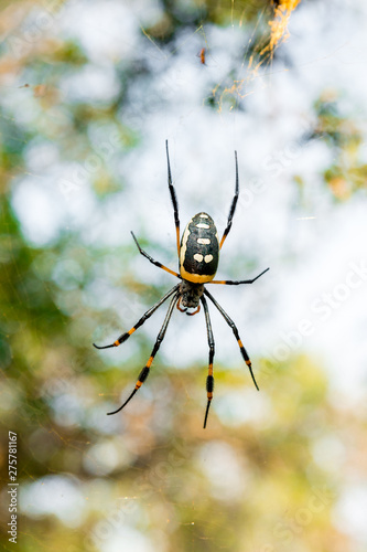 Female Golden Orb web spider in her golden spiderweb