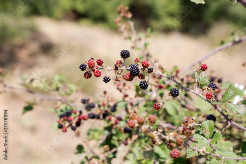 Wild blackberry (Rubus fruticosus)