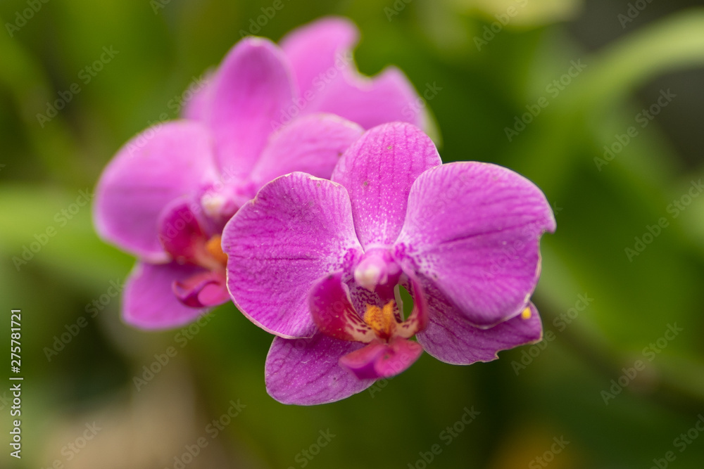 photo of purple orchid in macro against foliage photo of purple orchid in macro against foliage