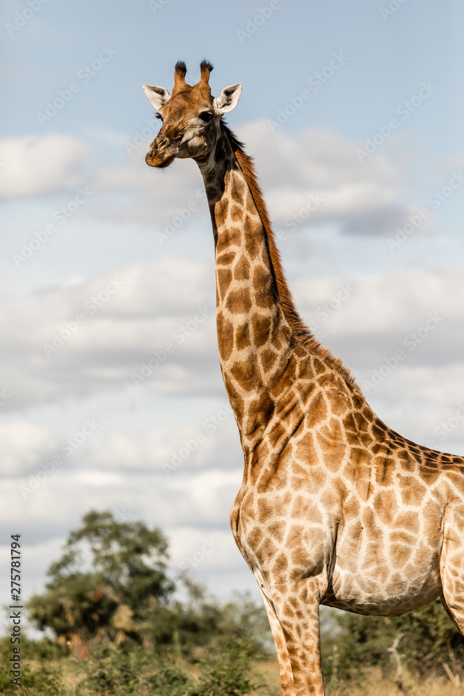 Female Giraffe looking in the distance in africa Female Giraffe looking in the distance in africa