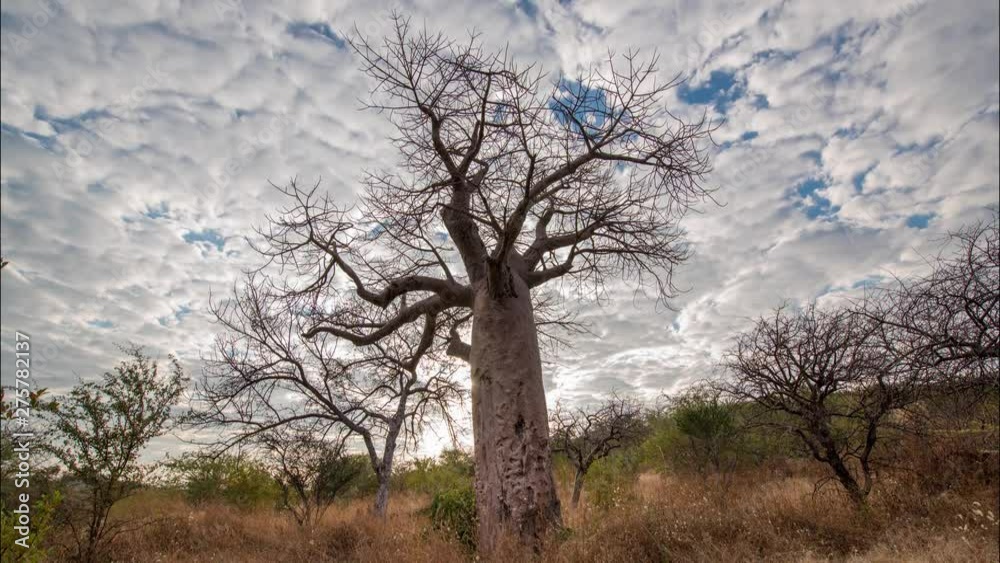 Wide angle timelapse looking up at a baobab tree as clouds ripple and pass in the background Wide angle timelapse looking up at a baobab tree as clouds ripple and pass in the background