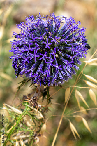 Bug filled Bloom