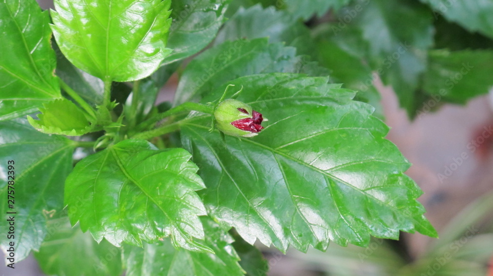 Hibiscus and flower bud in the garden close-up, natural green background for relaxation, freshness after rain Hibiscus and flower bud in the garden close-up, natural green background for relaxation, freshness after rain