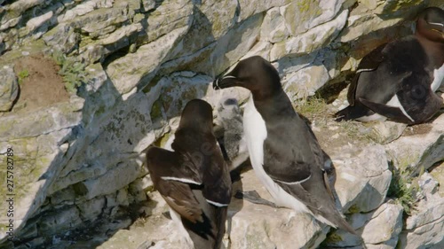 Razorbill Bird Pair on cliff edge - filmed at 150fps - on nest feeding chick. Male arrives on nest with beak full of small fish possibly sand eels and feeds chick while female looks on.