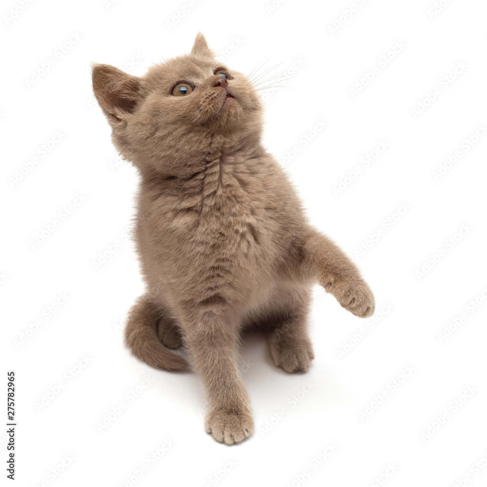 Beautiful gray little kitten playing paws. British cat, isolated on white background Beautiful gray little kitten playing paws. British cat, isolated on white background