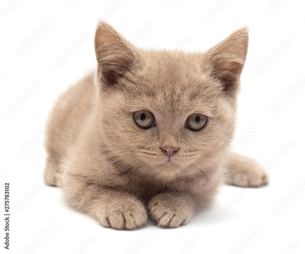 Obraz premium Beautiful gray little kitten sitting. British cat, isolated on white background