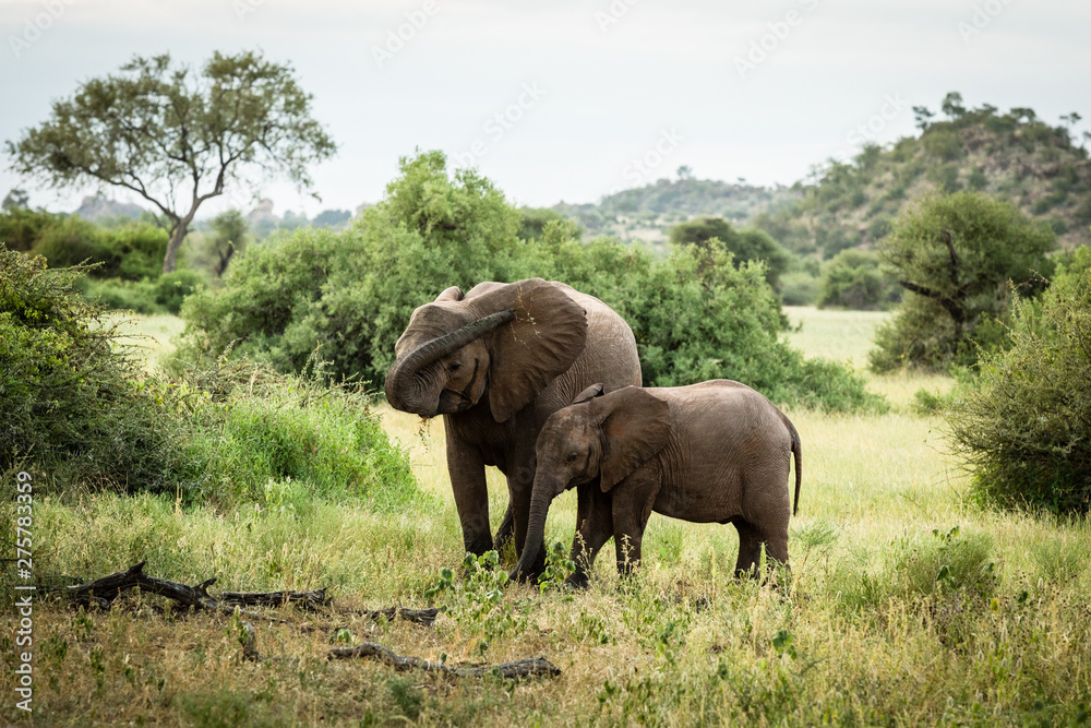 African elephant mom with baby tusk up high throwing dust African elephant mom with baby tusk up high throwing dust