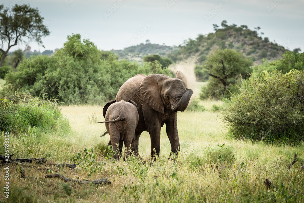 Fototapeta premium African elephant mom with baby throwing dust