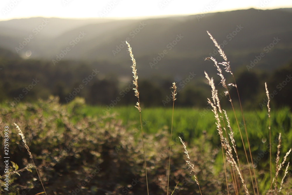 Fototapeta premium Feld im Sommer