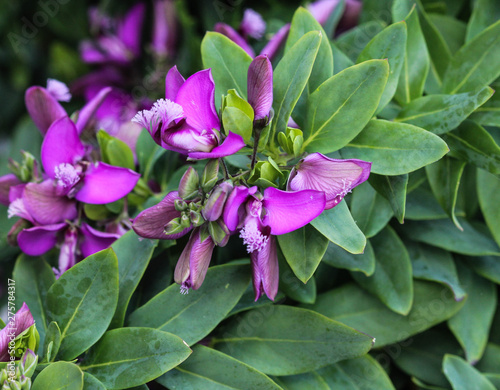 beautiful Polygala myrtifolia or the myrtle-leaf milkwort flower, blooming in spring in the garden photo