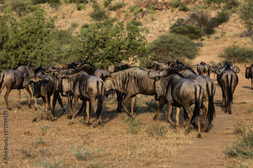 Fototapeta Naklejka Na Ścianę i Meble -  Blue Wildebeest herd in South Africa
