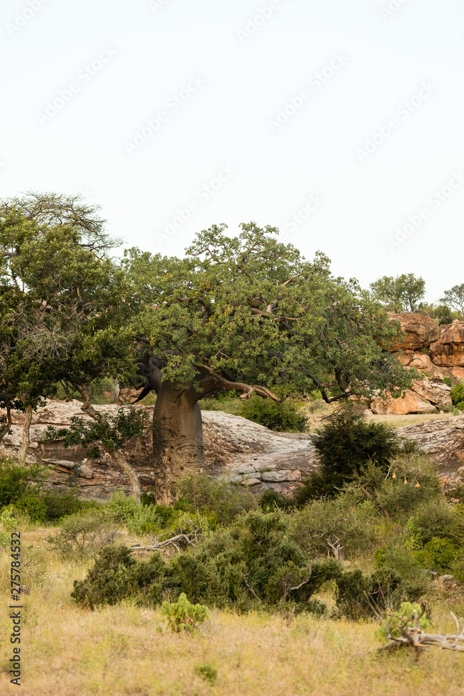 Baobab tree with green leaves in africa