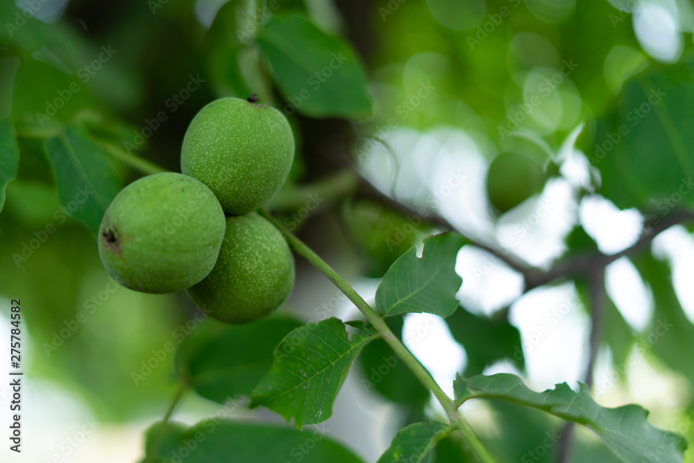 Green walnuts on a tree. Green walnuts on a tree.