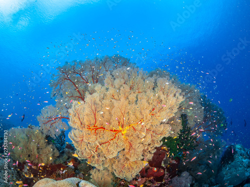 Sealife Tubbataha Reef (Philippines) © Sascha Caballero
