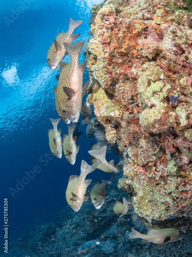 Sealife Tubbataha Reef (Philippines) photo