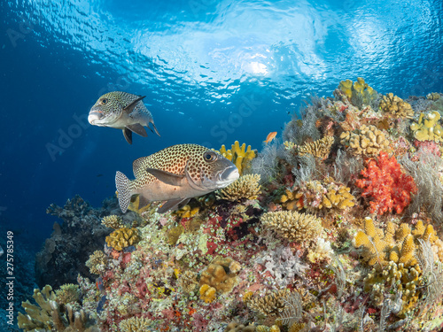 Sealife Tubbataha Reef  Philippines 