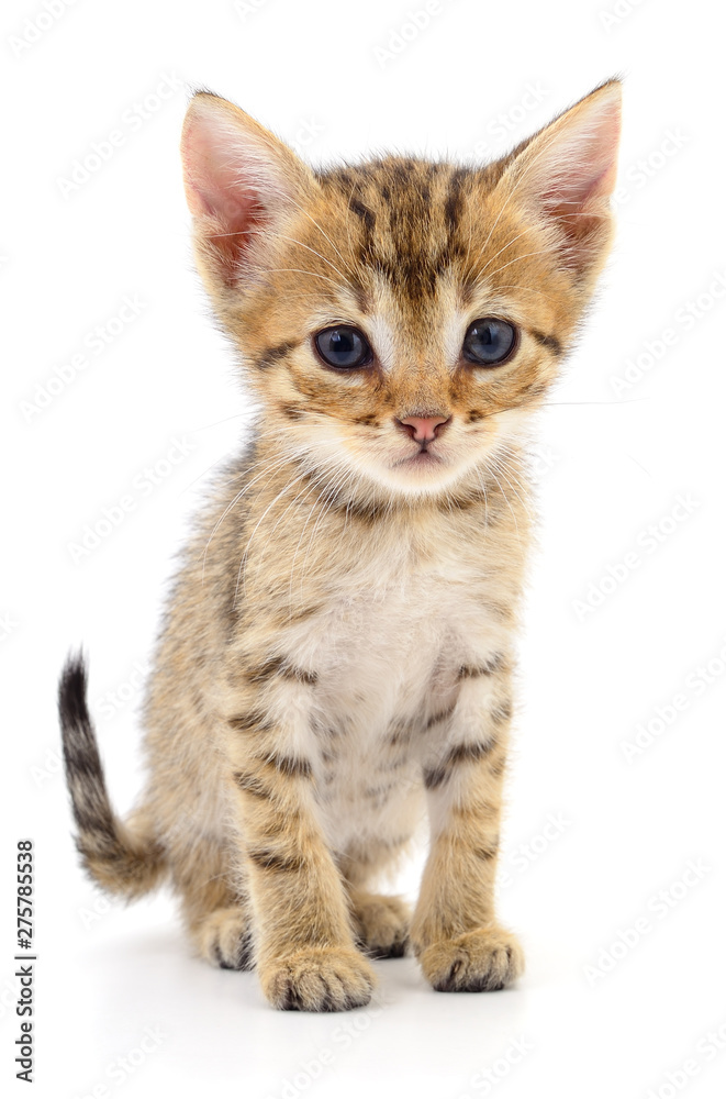 Small brown kitten. Small brown kitten.