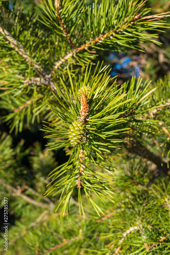 Small pinecones growing on the branch of a pine