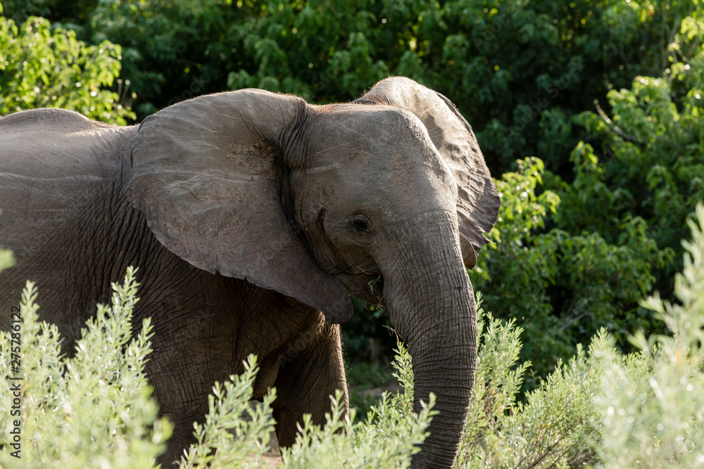 elephant in african bush