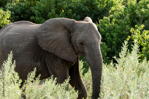 elephant in africa