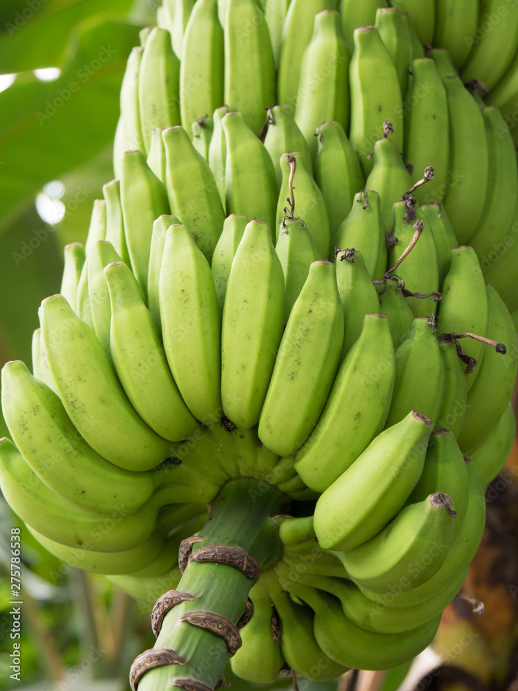 Bunch of Bananas Bunch of Bananas